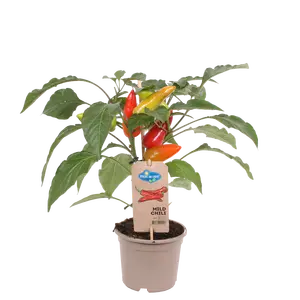 Pick-&-Joy Milde Peper, 45 Cm P14 - afbeelding 1