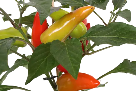 Pick-&-Joy Milde Peper, 45 Cm P14 - afbeelding 2