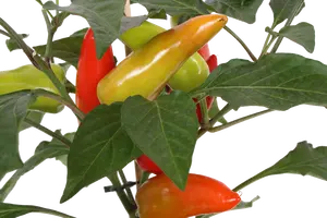 Pick-&-Joy Milde Peper, 45 Cm P14 - afbeelding 2