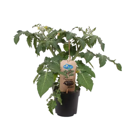 PICK-&-JOY® POTATOM, 30-40 CM P13 - afbeelding 2