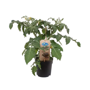 PICK-&-JOY® POTATOM, 30-40 CM P13 - afbeelding 2