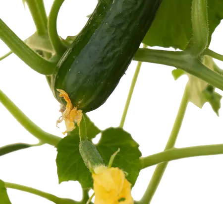 PICK-&-JOY® SNACK CUCUMBER, 60-70 CM P14 - afbeelding 2