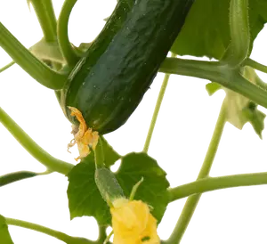 PICK-&-JOY® SNACK CUCUMBER, 60-70 CM P14 - afbeelding 2