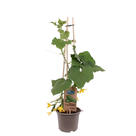 PICK-&-JOY® SNACK CUCUMBER, 60-70 CM P14 - afbeelding 1