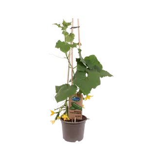 PICK-&-JOY® SNACK CUCUMBER, 60-70 CM P14 - afbeelding 2