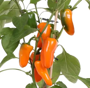 PICK-&-JOY® SNACK PEPPER ORANGE, 50 CM P14 - afbeelding 2