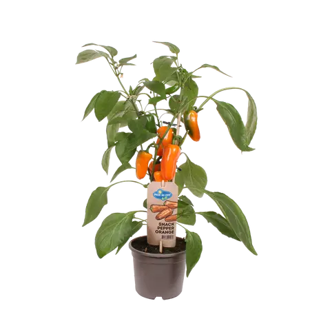 PICK-&-JOY® SNACK PEPPER ORANGE, 50 CM P14 - afbeelding 1