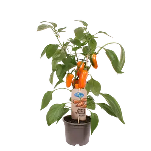 PICK-&-JOY® SNACK PEPPER ORANGE, 50 CM P14 - afbeelding 2