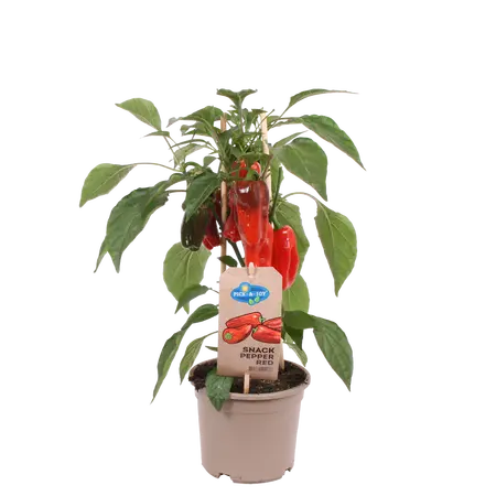 PICK-&-JOY® SNACK PEPPER RED, 45 CM P14
