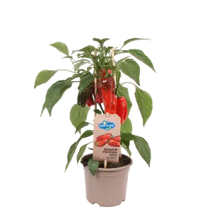 PICK-&-JOY® SNACK PEPPER RED, 45 CM P14