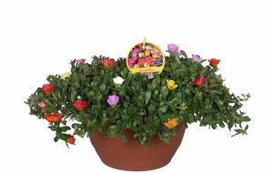 Portulaca grandiflora 'Carnaval' – Bodembedekker met felle bloemen, diverse kleuren