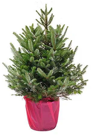 (08) ABIES FRASERI 100-125