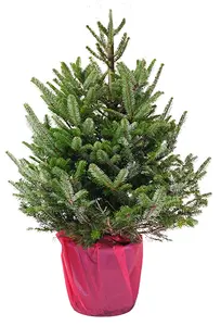 (08) ABIES FRASERI 100-125