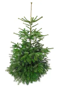 (08) ABIES NORDMANNIA 160/210 (GEZAAGD) - afbeelding 2