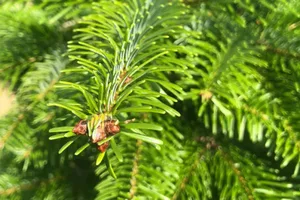 (08) ABIES NORDMANNIA 160/210 (GEZAAGD) - afbeelding 2