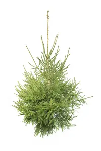 (08) PICEA ABIES 125/175 C10