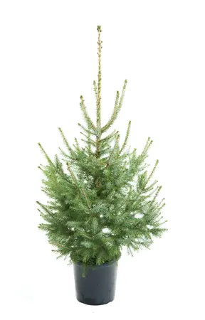 (08) PICEA OMORIKA 100/120