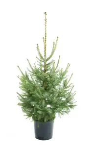 (08) PICEA OMORIKA 60/80