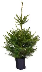 (08) PICEA OMORIKA IN STEVIGE POT 100/125