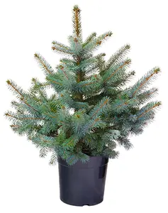 (08) PICEA PUNGENS SUPER BLUE 80-90 P24