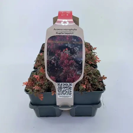 6Pack Acaena Microphylla 'Kupferteppich' - afbeelding 1