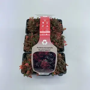 6Pack Acaena Microphylla 'Kupferteppich' - afbeelding 2