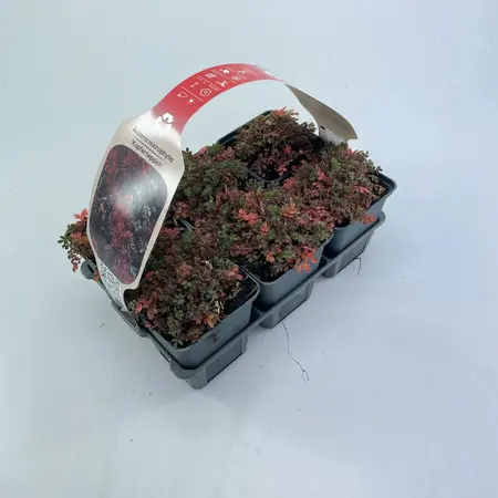 6Pack Acaena Microphylla 'Kupferteppich' - afbeelding 3