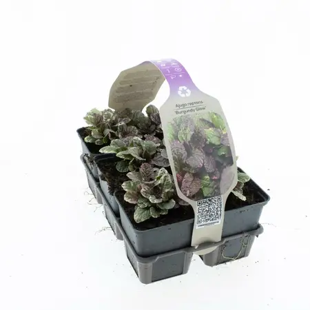 6Pack Ajuga Reptans 'Burgundy Glow' - afbeelding 1