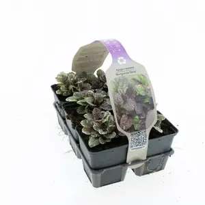 6Pack Ajuga Reptans 'Burgundy Glow' - afbeelding 4