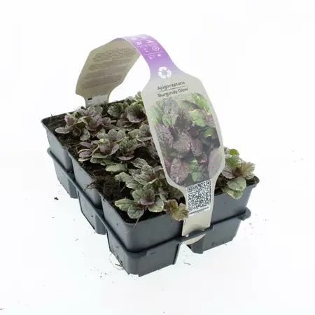 6Pack Ajuga Reptans 'Burgundy Glow' - afbeelding 2