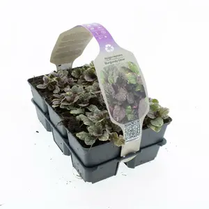 6Pack Ajuga Reptans 'Burgundy Glow' - afbeelding 2