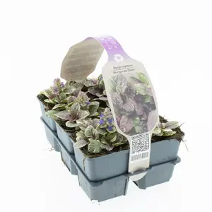 6Pack Ajuga Reptans 'Burgundy Glow' - afbeelding 3