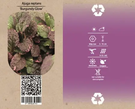 6Pack Ajuga Reptans 'Burgundy Glow' - afbeelding 4