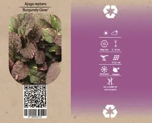 6Pack Ajuga Reptans 'Burgundy Glow' - afbeelding 4