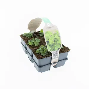 6Pack Alchemilla Mollis - afbeelding 4
