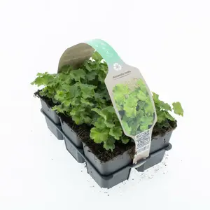 6Pack Alchemilla Mollis - afbeelding 2