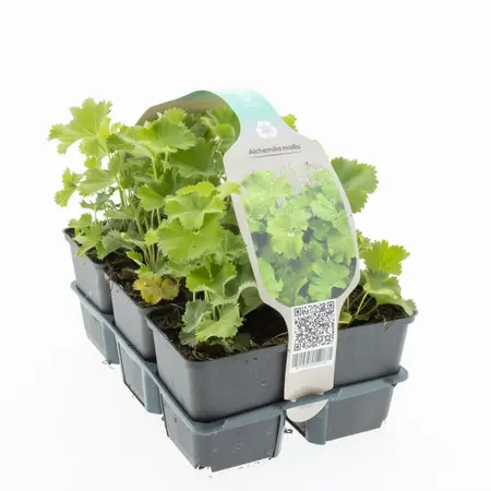 6Pack Alchemilla Mollis - afbeelding 3