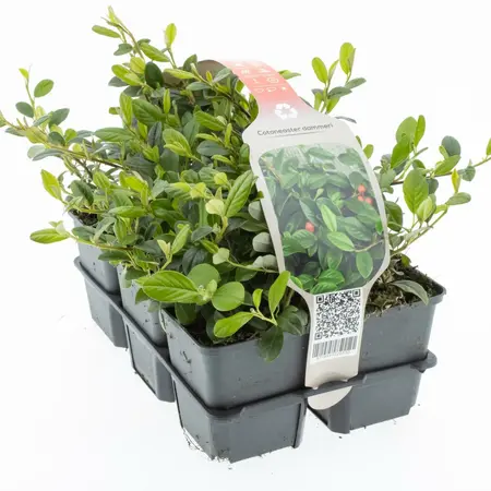 6Pack Cotoneaster Dammeri - afbeelding 1