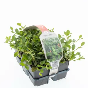 6Pack Cotoneaster Dammeri - afbeelding 2