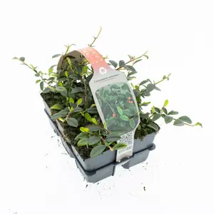 6Pack Cotoneaster Dammeri - afbeelding 3
