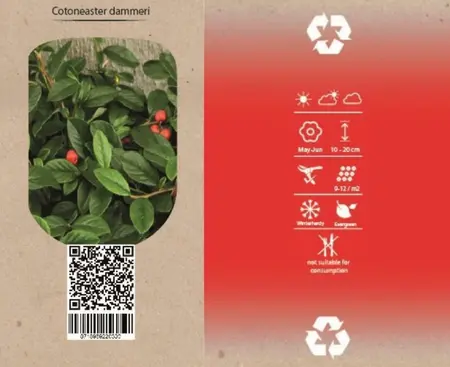 6Pack Cotoneaster Dammeri - afbeelding 4