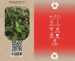 6Pack Cotoneaster Dammeri - afbeelding 4