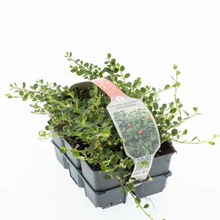 6Pack Cotoneaster Pr. 'Queen Of Carpets' - afbeelding 1