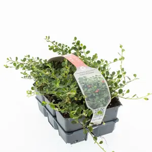 6Pack Cotoneaster Pr. 'Queen Of Carpets' - afbeelding 4