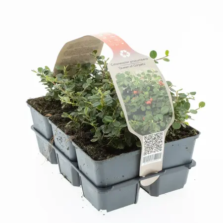6Pack Cotoneaster Pr. 'Queen Of Carpets' - afbeelding 2