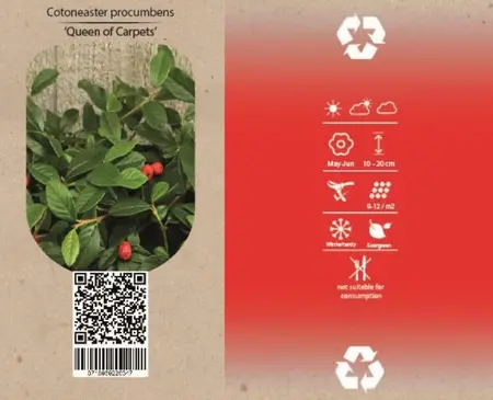 6Pack Cotoneaster Pr. 'Queen Of Carpets' - afbeelding 4