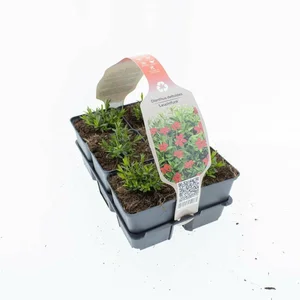 6Pack Dianthus Deltoides 'Leuchtfunk'