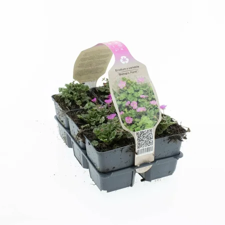 6Pack Erodium Var. 'Bishops Form' - afbeelding 1