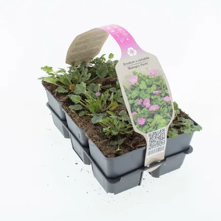 6Pack Erodium Var. 'Bishops Form' - afbeelding 2
