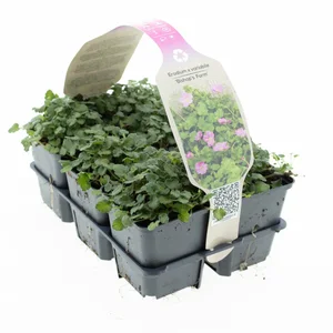 6Pack Erodium Var. 'Bishops Form' - afbeelding 3